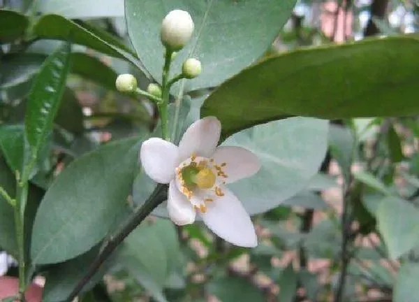 养殖科普|橘子花喜欢阳光吗