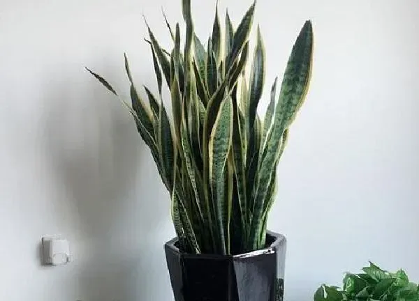 植物浇水|虎尾兰多久浇一次水比较好 最佳浇水周期