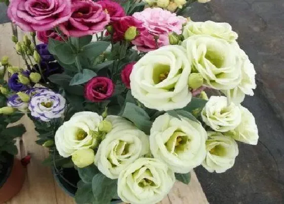 植物百科|桔梗生长在什么地方