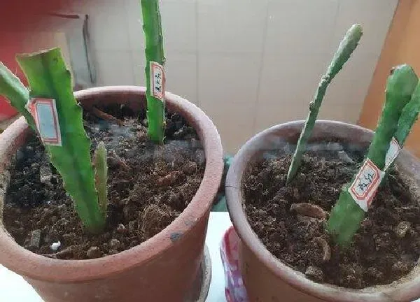 盆景|昙花喜欢大盆还是小盆 用多大的盆种合适