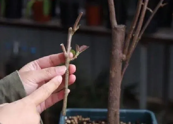 植物扦插|三角梅几月份插扦成活率最高（扦插三角梅的最好方法）