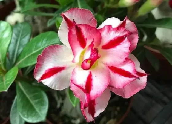 冬天植物|沙漠玫瑰怕冻吗