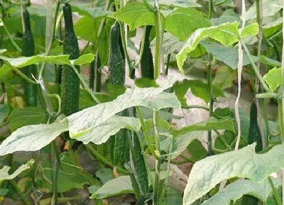 果实成熟|黄瓜什么季节成熟 成熟季节是几月份