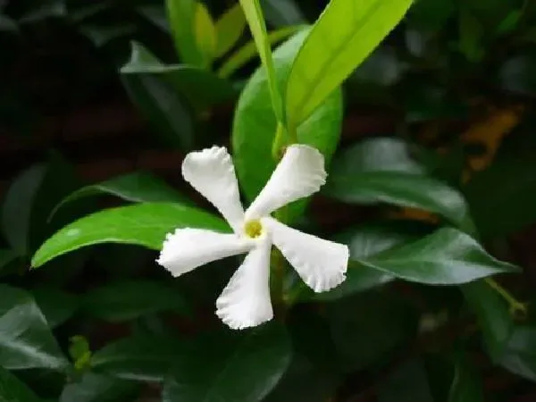 植物扦插|盘龙香几月份扦插最好 容易成活的扦插时间