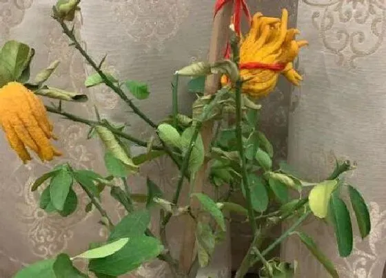 种植位置|佛手可以种在院子里吗