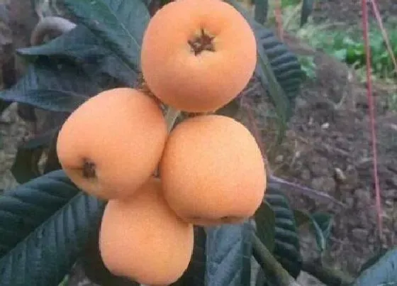植物排行|枇杷吃什么品种最好