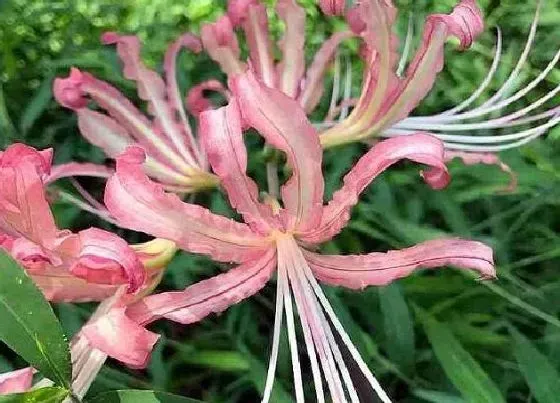 植物毒性|彼岸花叶子有毒吗