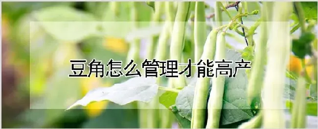 豆角怎么管理才能高产 | 养殖技术