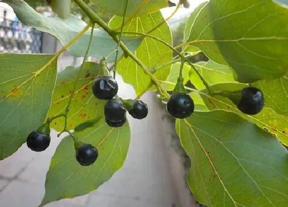 植物百科|香樟树的果子有什么用处与功效