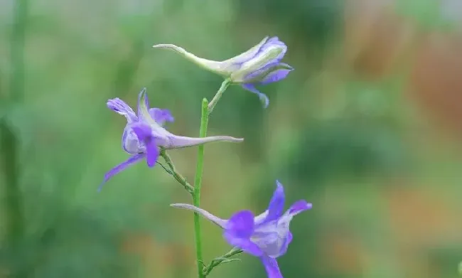 花语|鸽子花的花语是什么含义