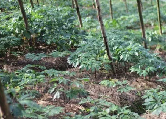 植物百科|三七是什么样子的