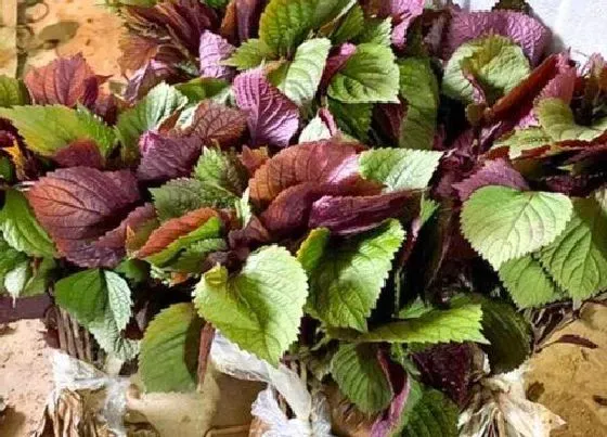 植物百科|紫苏生长在什么地方