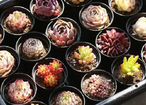 吸甲醛|多肉植物能吸收甲醛吗