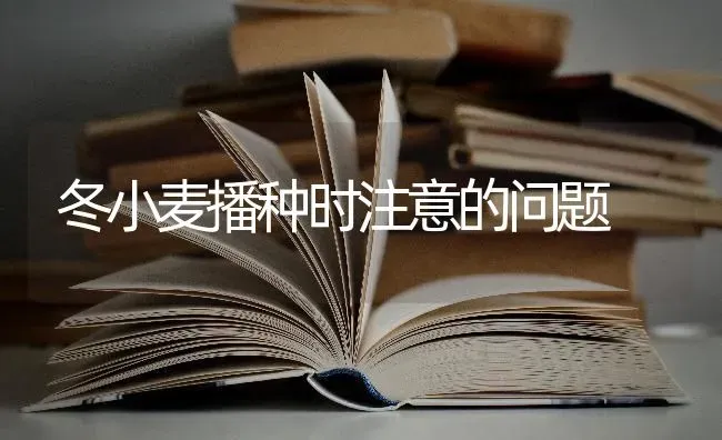 冬小麦播种时注意的问题 | 粮油作物种植