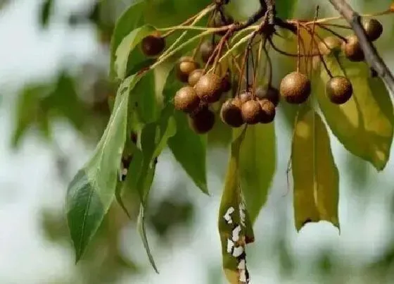 植物百科|麻梨长在什么地方