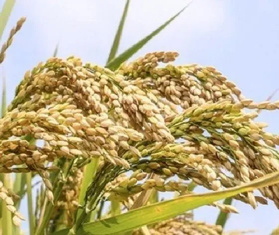 植物播种|水稻种子怎么来的 怎么获得