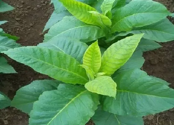 植物播种|烟草什么时候播种合适