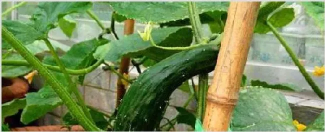 种植黄瓜用打叉吗 | 农业科普