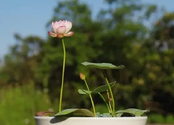 植物修剪|碗莲怎么修剪 修剪叶子的方法与注意事项