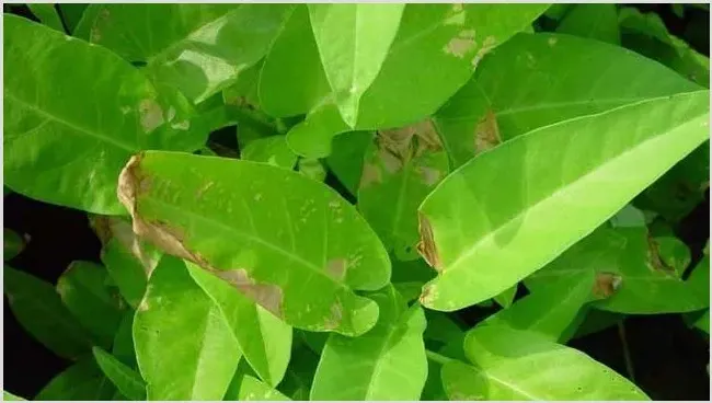 叶枯病的防治方法 | 种植技术