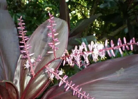 植物百科|红叶朱蕉开花吗 开花样子（图片）