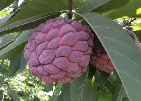 种植管理|番荔枝几年结果实
