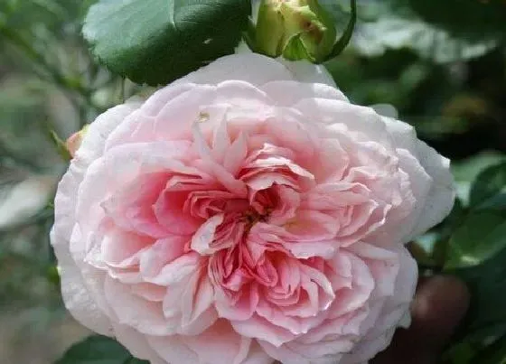 植物种类|甜美地兰月季是藤本还是灌木