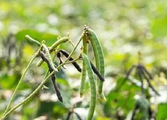 果实成熟|绿豆多久成熟 在什么时候成熟