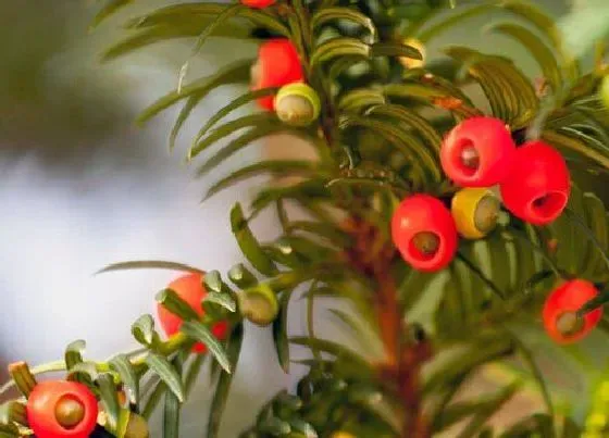 植物百科|红豆杉一年能长多高 每年长多少厘米