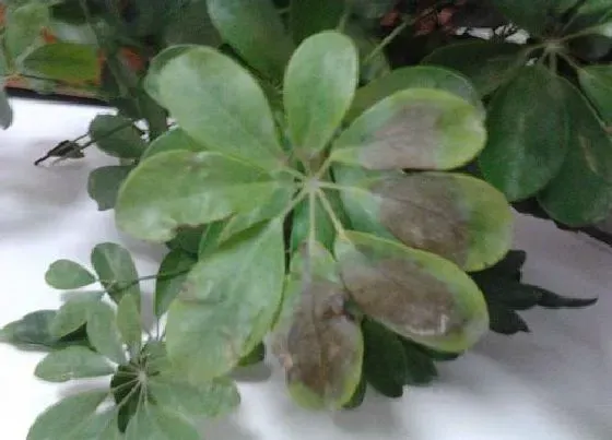 植物百科|鸭掌木又叫什么树