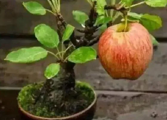 种植百科|广西可以种苹果吗