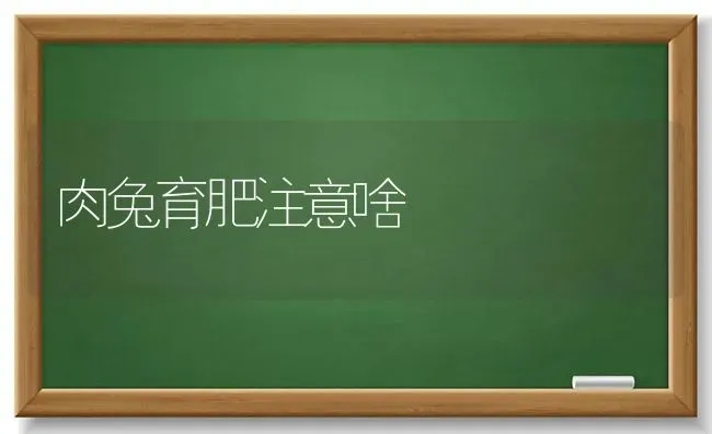 如何防治大棚茄子葱蓟马? | 蔬菜种植