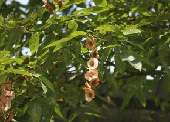 植物种类|青钱柳是什么树 长什么样子