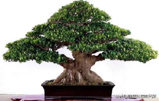 养殖科普|盆景枝干如何快速增粗（如何让盆栽植物枝条树干变粗）