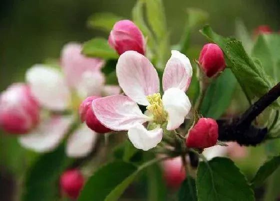 颜色花|苹果花是什么颜色的