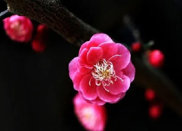 养殖方法|梅花冬天怎么养护