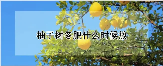 柚子树冬肥什么时候放 | 种植资料