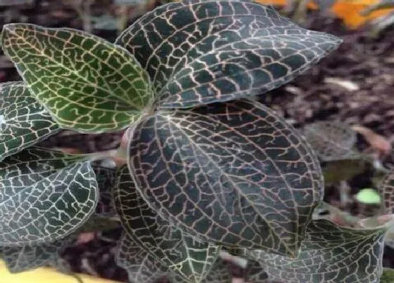 种植百科|金线莲什么季节种植最好 金线莲种植时间与种植方法