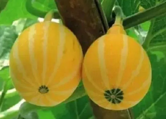种植管理|金丝绞瓜几月份种植合适