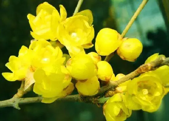 习性特点|腊梅花的样子和特点描写