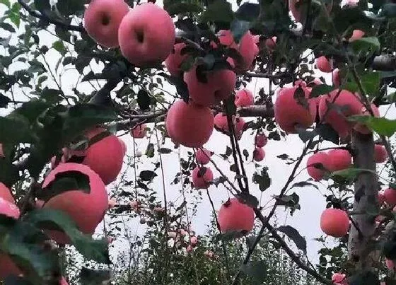 果实诊疗|苹果落果怎么办
