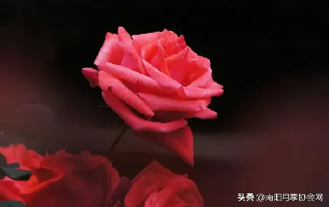 植物百科|切花月季是什么意思（必选的切花月季品种）