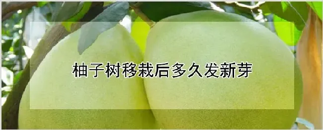 柚子树移栽后多久发新芽 | 种植资料