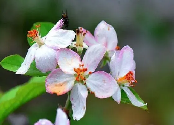 颜色花|苹果花是什么颜色的