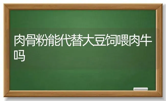 肉骨粉能代替大豆饲喂肉牛吗 | 粮油作物种植