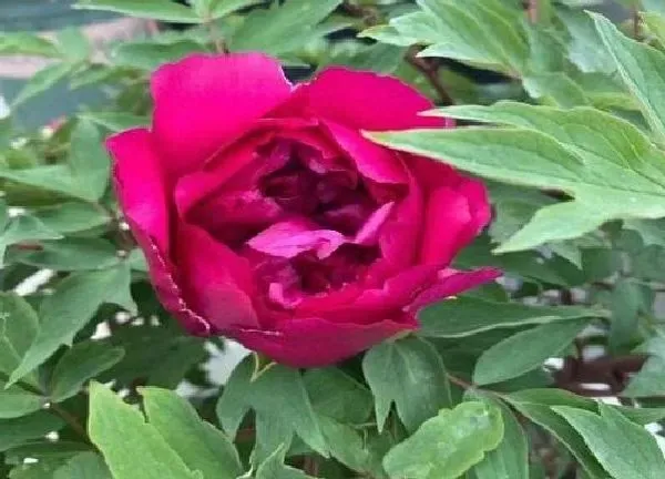 养殖科普|牡丹花喜水吗 属于喜水植物吗