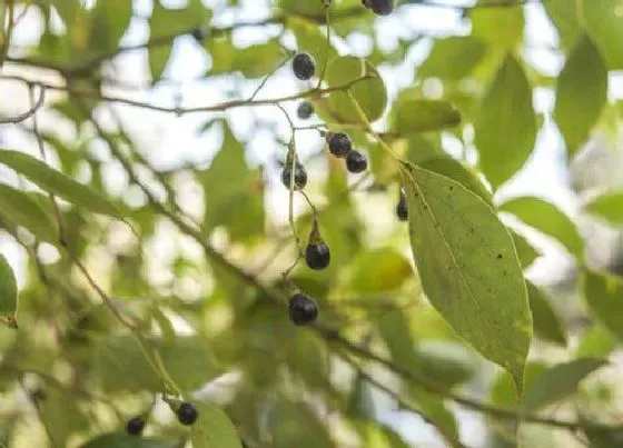 植物百科|香樟树的果子有什么用处与功效