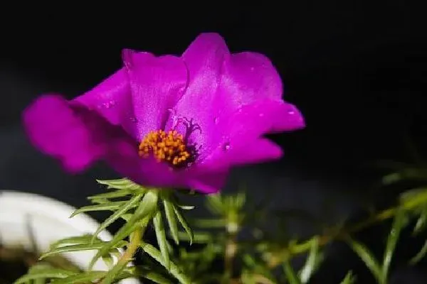 植物移栽|太阳花什么时候分盆最合适