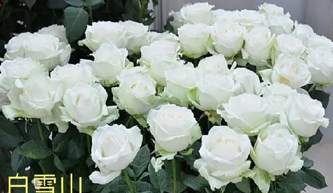 植物百科|切花月季是什么意思（必选的切花月季品种）