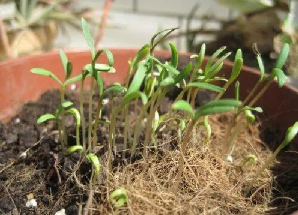 植物发芽|波斯菊种子几天发芽